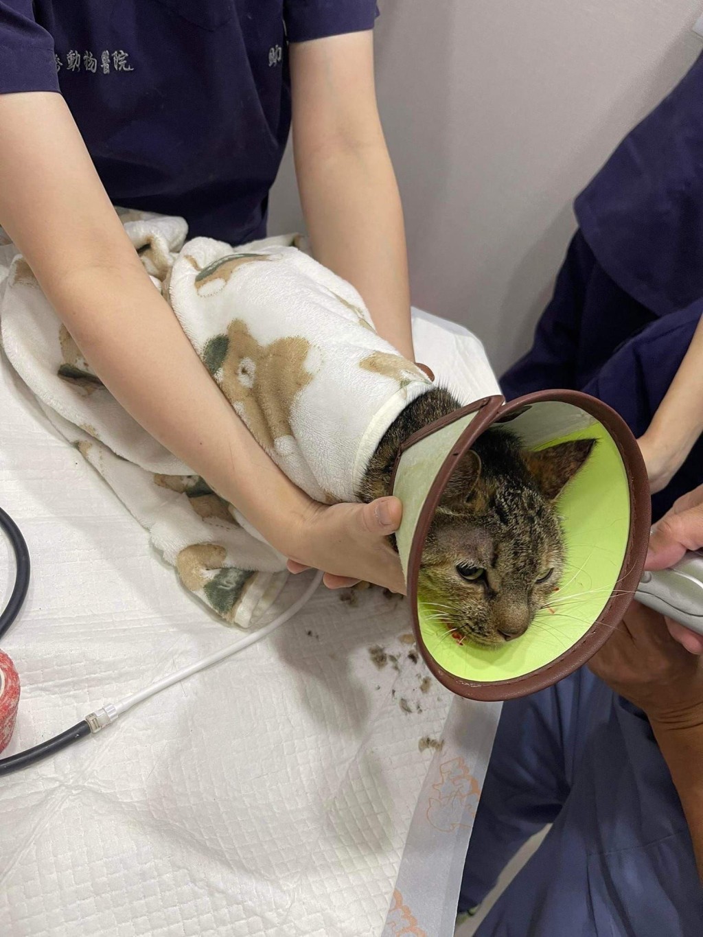 8楼住户的虎斑猫“妹妹”稍早获救已送至动物医院。ETtoday