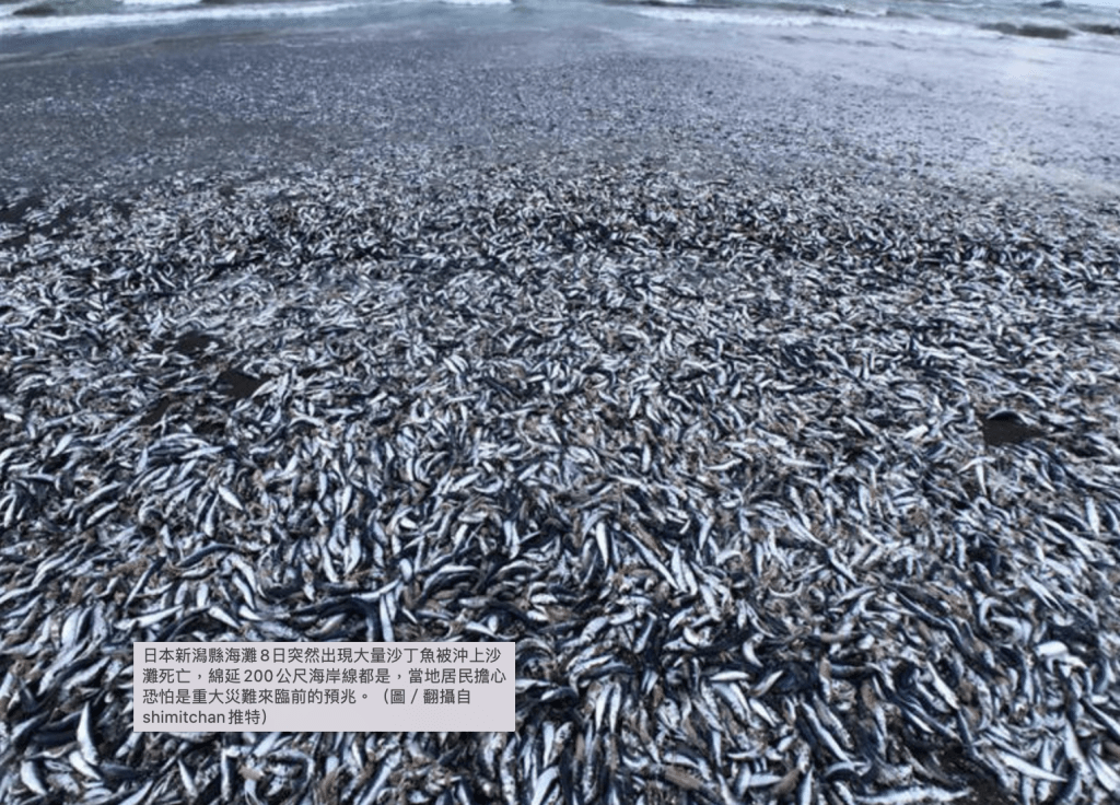 新舄县海量沙甸鱼冲上岸，引居民恐慌。推特@shimitchan截图