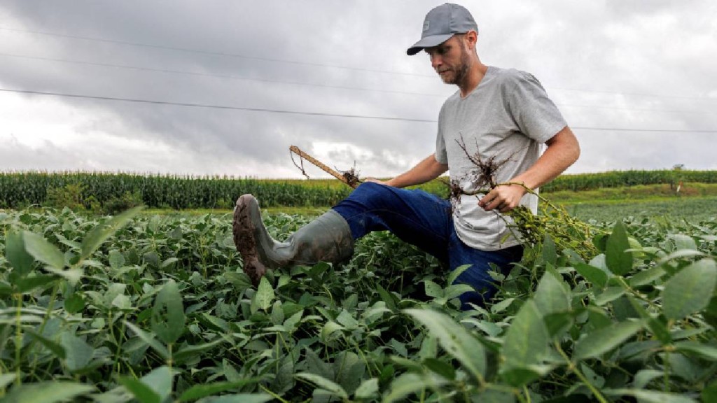 中國減少美國大豆採購量，導致當地農民損失慘重。路透社