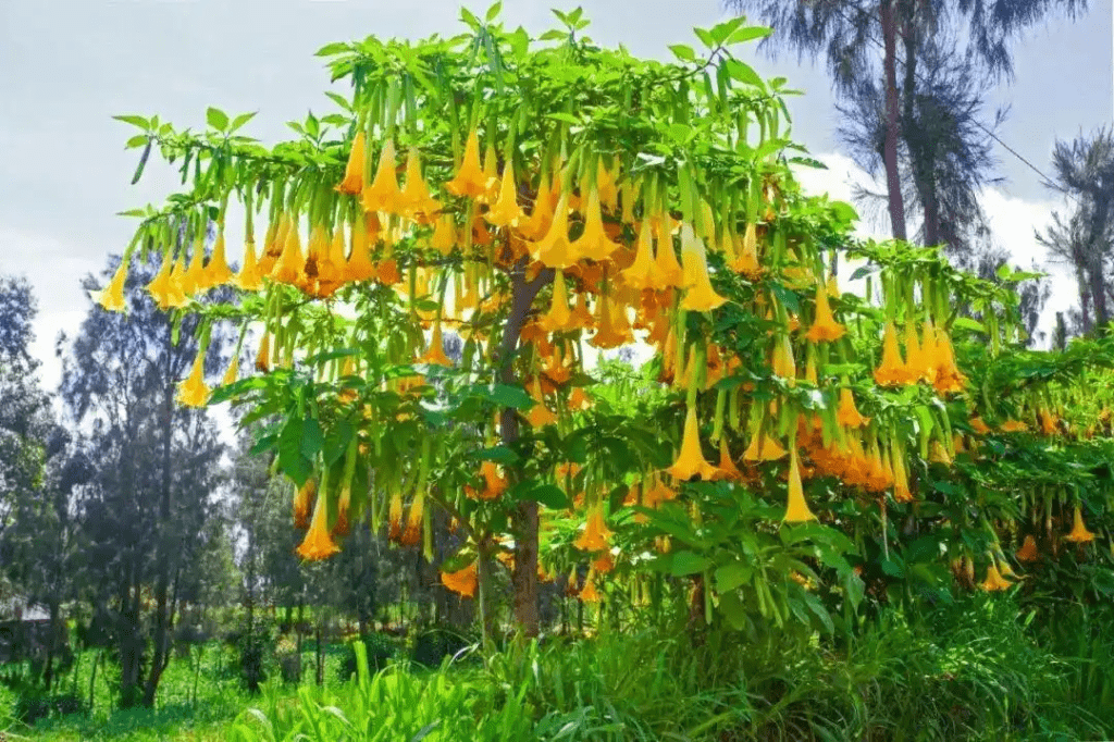 曼陀羅。 江蘇疾控 曼陀羅。 江蘇疾控