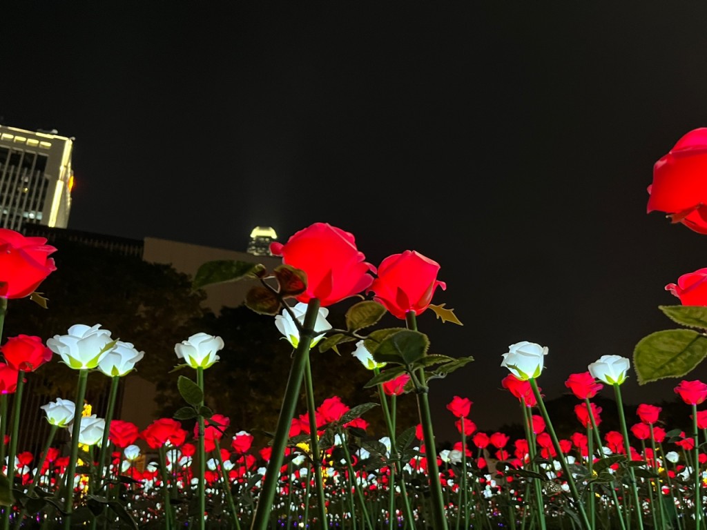 中西區民政處於去年2月12日至3月26日，於金鐘添馬公園布置超過1萬支玫瑰花組成的燈飾花海。陳俊豪攝