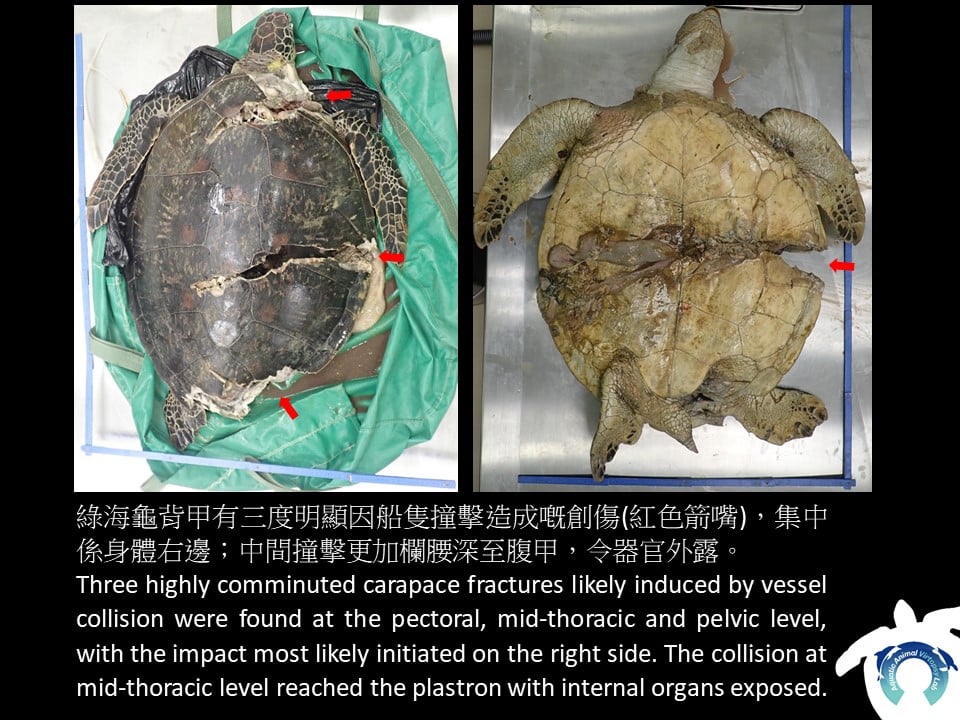 海洋動物影像解剖研究組FB圖片