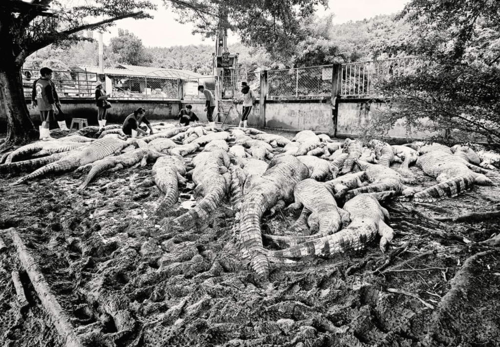 庫姆卡德指他的鱷魚養殖場是當地的一個旅遊景點，已經養了這些鱷魚17年。