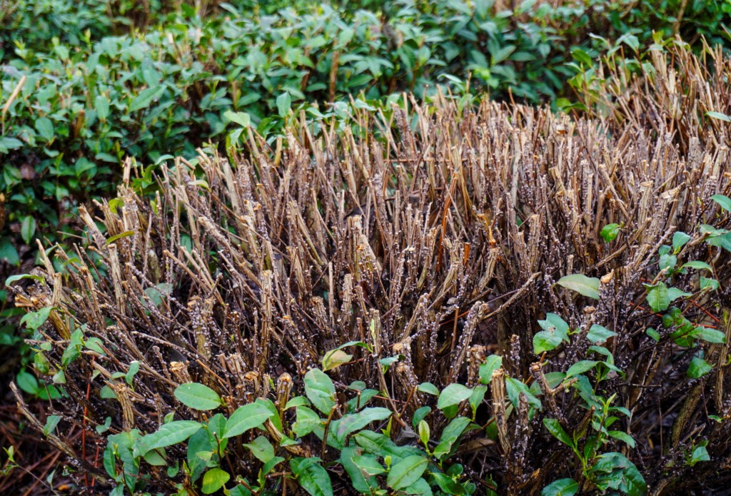 日本京都宇治的茶樹。路透社