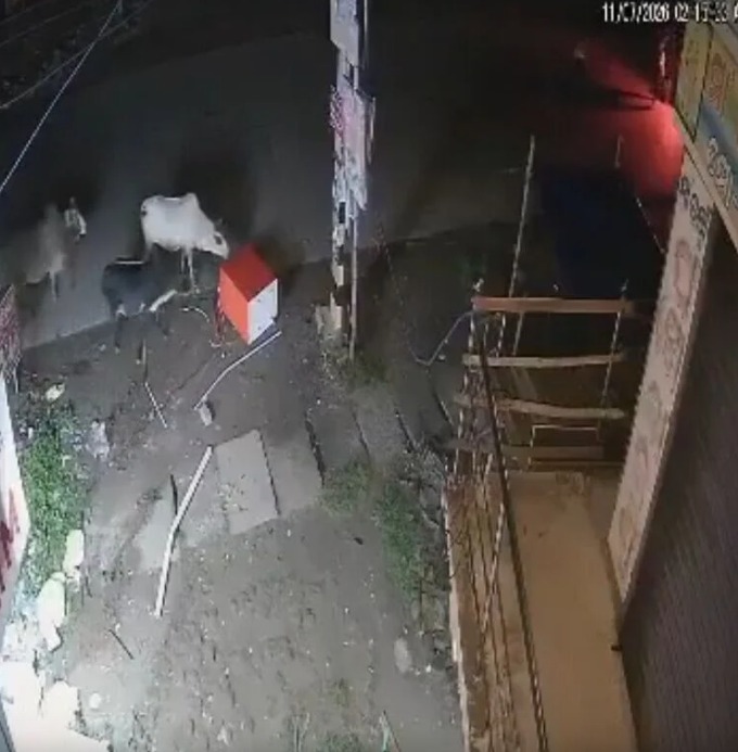 猛烈拉扯火花四濺 驚動街頭動物「湊熱鬧」。X 猛烈拉扯火花四濺 驚動街頭動物「湊熱鬧」。X