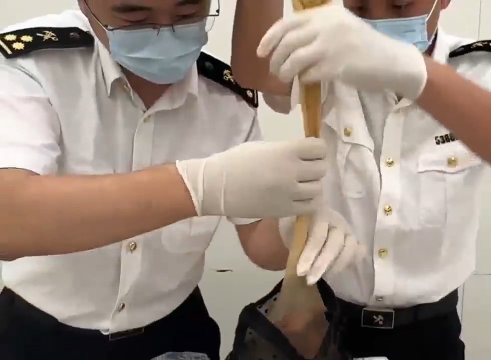 粟米錦蛇被藏在絲襪內。微博@海關發布