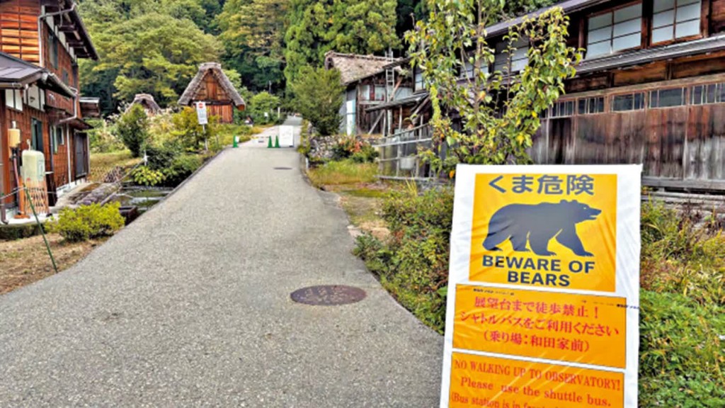 日本野熊频频在各地出没。美联社 日本野熊频频在各地出没。美联社