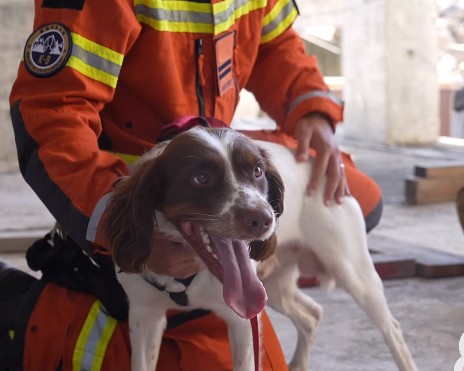 消防处未来搜救犬队期望从不同渠道增加搜救犬数量。消防处fb