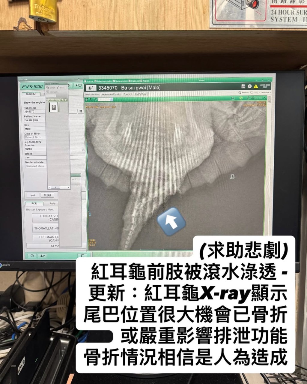 獸醫指紅耳龜的尾巴骨折，或嚴重影響排泄功能，估計是人為造成。「Turtle Advocacy Hong Kong 棄龜庇護所」Instagram圖片
