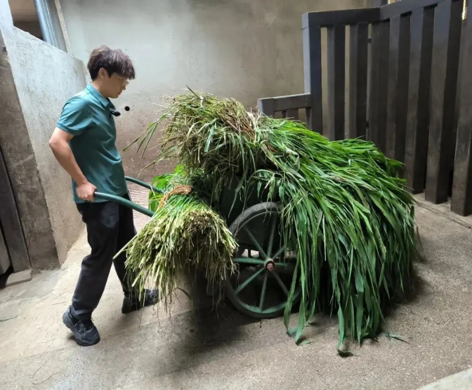 胡宇磊給河馬喂草料。 九派新聞