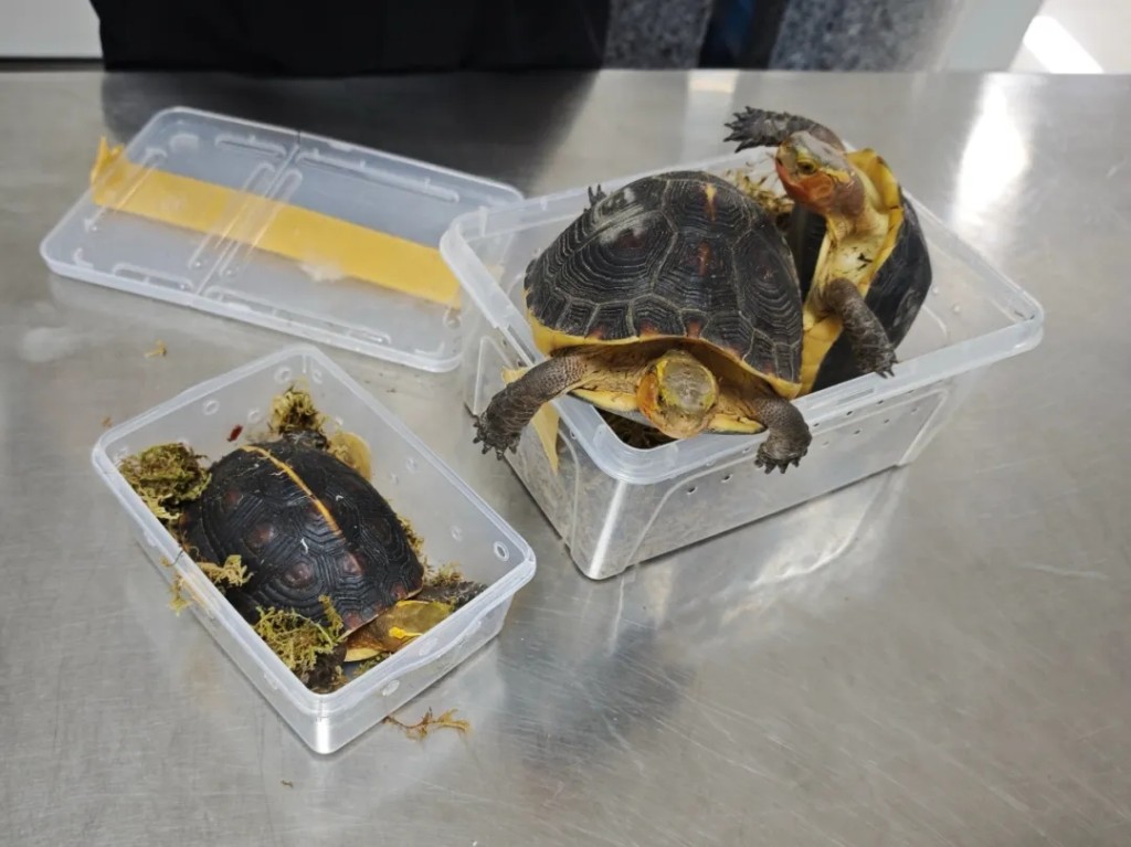 深圳灣海關查獲旅客違規攜帶4隻瀕危黃緣閉殼龜進境案 深圳灣海關查獲旅客違規攜帶4隻瀕危黃緣閉殼龜進境案