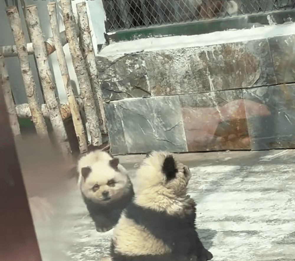 熊猫犬为游客带来欢乐，令动物园笑声不断。