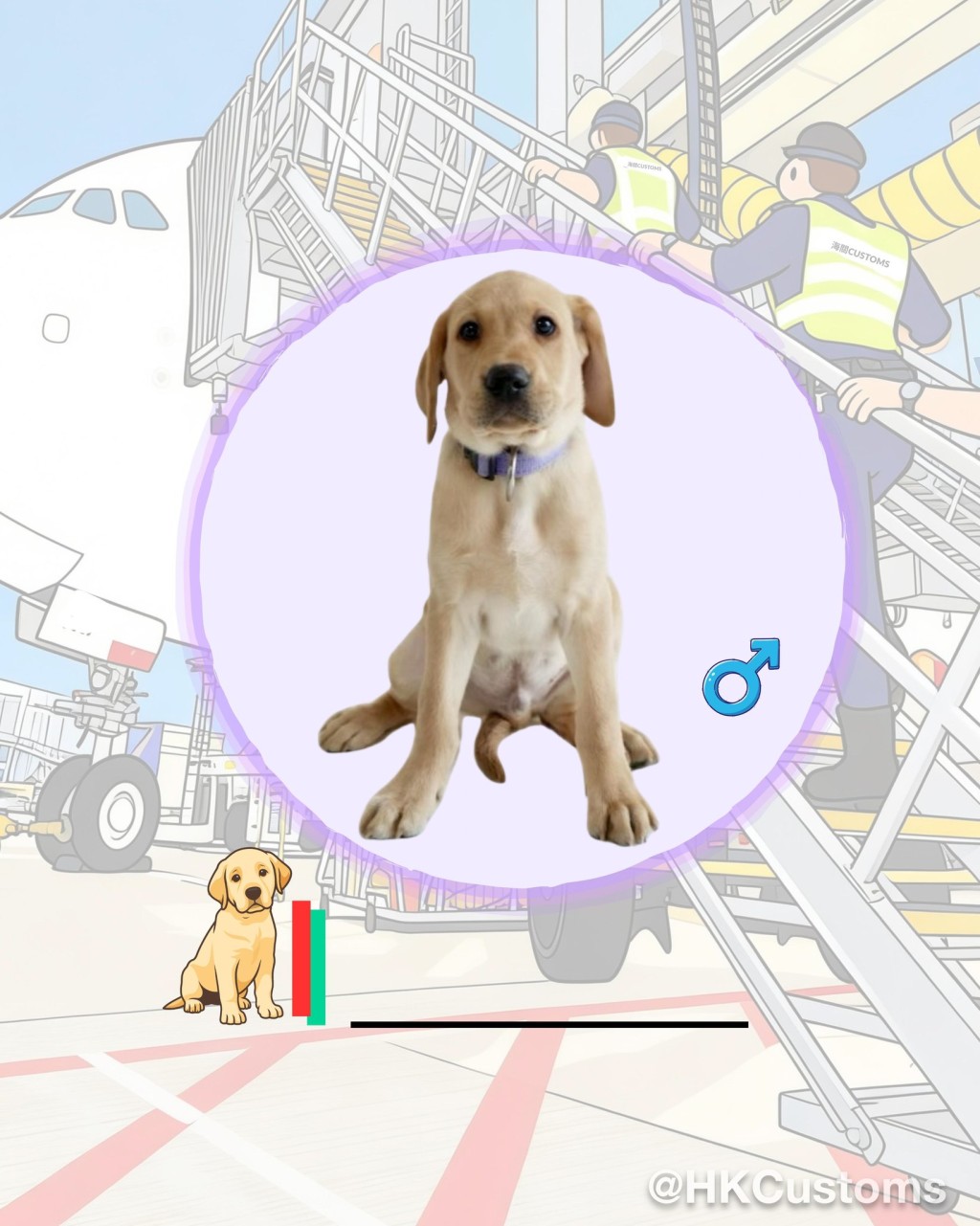 海關舉辦搜查犬BB命名比賽，邀請公眾為9隻拉布拉多尋回犬BB命名。海關facebook圖片