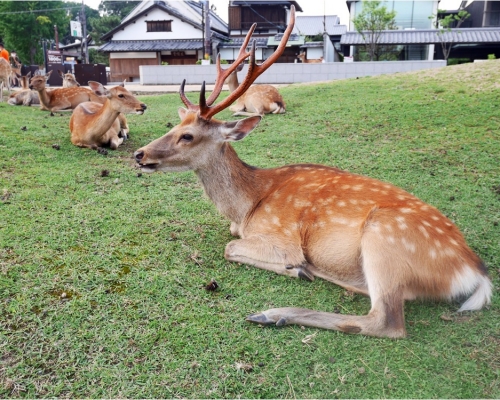 日本电视台报道指奈良鹿现时回归野性，只吃青草。网图