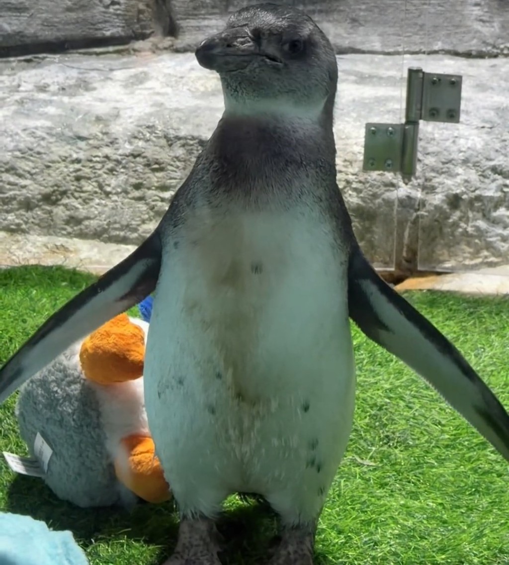 非洲企鵝B「茂茂」出世百天於元旦日首亮相公眾。 微博@申江服務導報