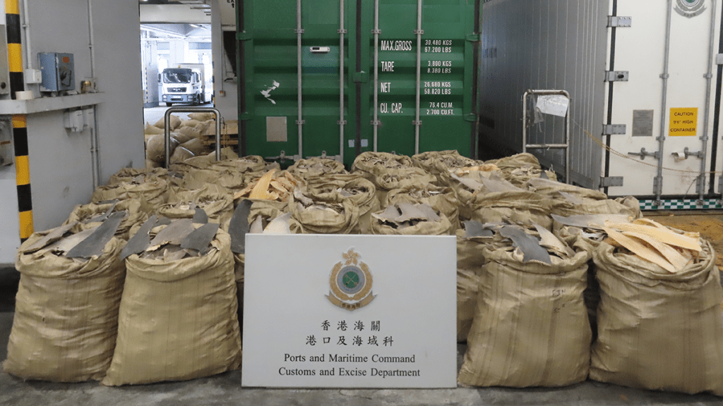 南美圭亞那抵港海運貨櫃 海關檢1200公斤受管制乾魚翅