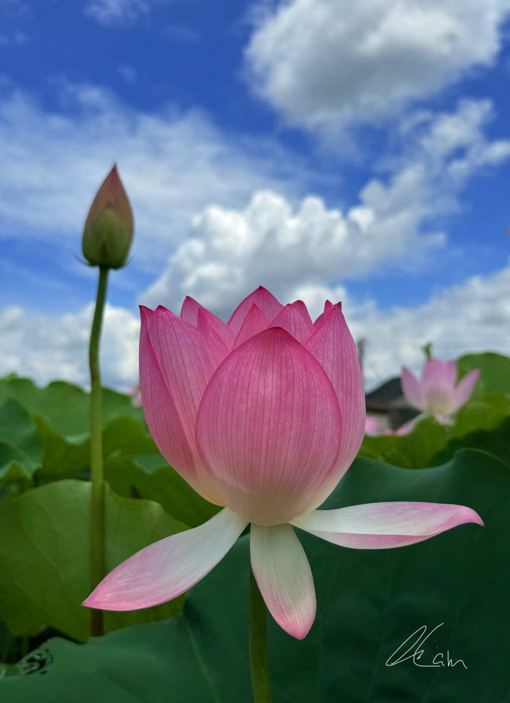 塱原自然生態公園荷花。圖片授權Winnie Lam 塱原自然生態公園荷花。圖片授權Winnie Lam
