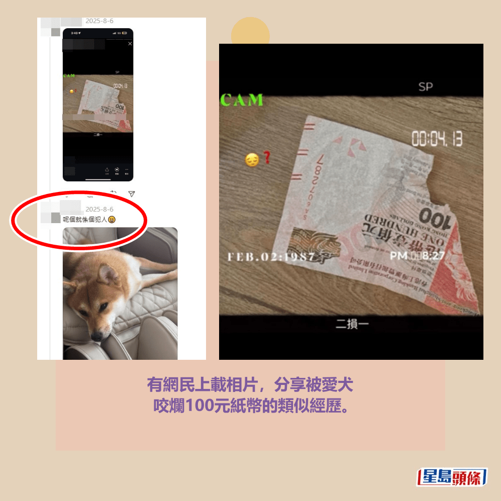 有網民上載相片，分享被愛犬 咬爛100元紙幣的類似經歷。Threads截圖
