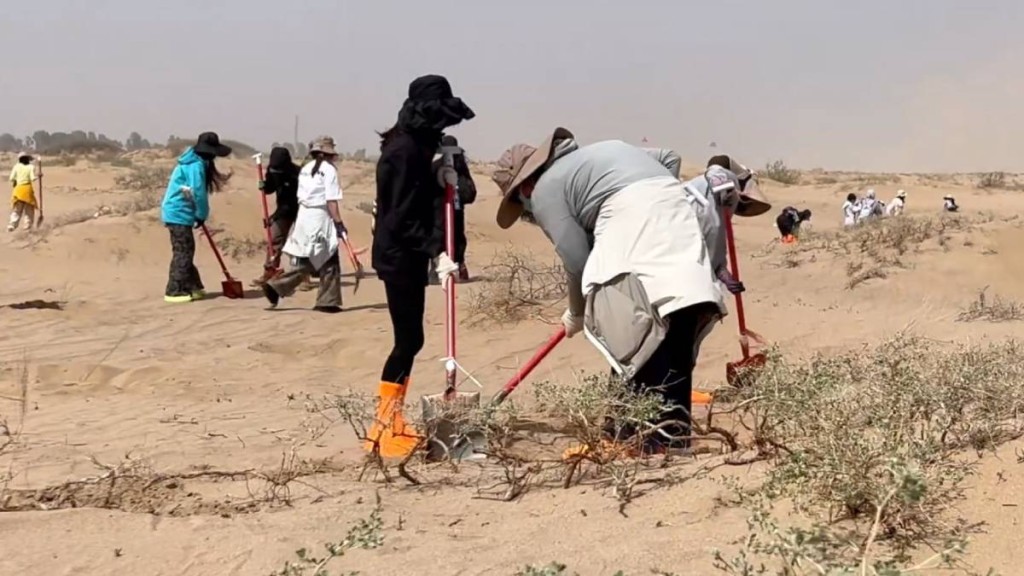 每年的民勤種樹活動，參加者也以女性義工為主。抖音＠小仲—沙漠變綠洲