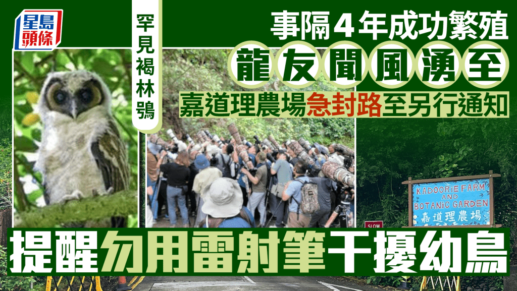 嘉道理農場相隔4年成功繁殖褐林鴞。Albert Lee Photography提供