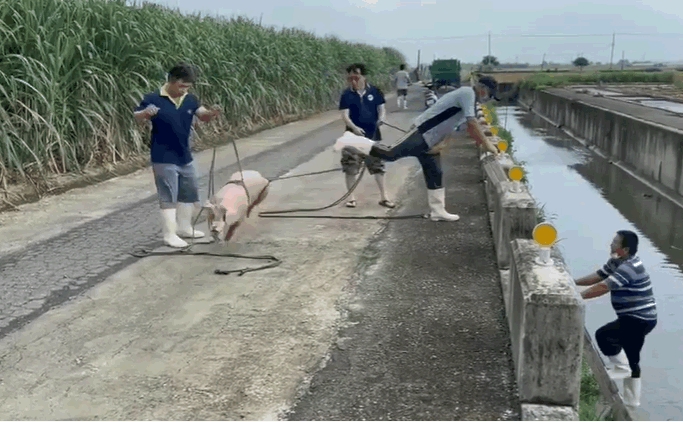 主人想出省力妙招輕易將豬救回上岸。中時