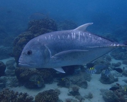 尾牛港鰺被大家暱稱「阿牛」。網圖