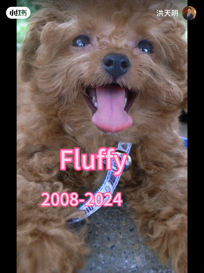 洪天明悼念Fluffy指：「养宠物都是开心的。但离别都是伤心的。谢谢你用一生陪伴我们。」