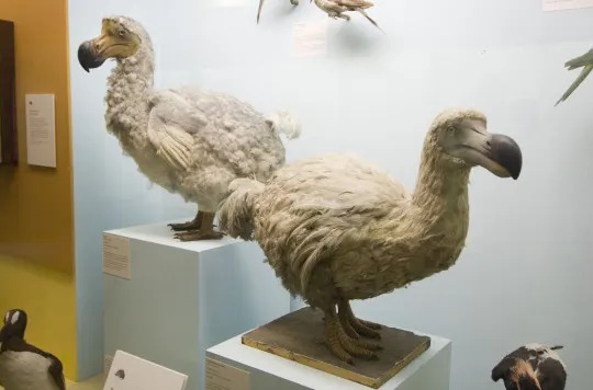 早已絕種的渡渡鳥的模型。網上圖片