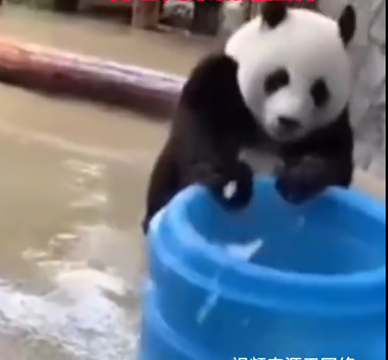 旅俄大熊猫「暴力」拉水桶，网民形容它们是「功夫熊猫」。 网片截图