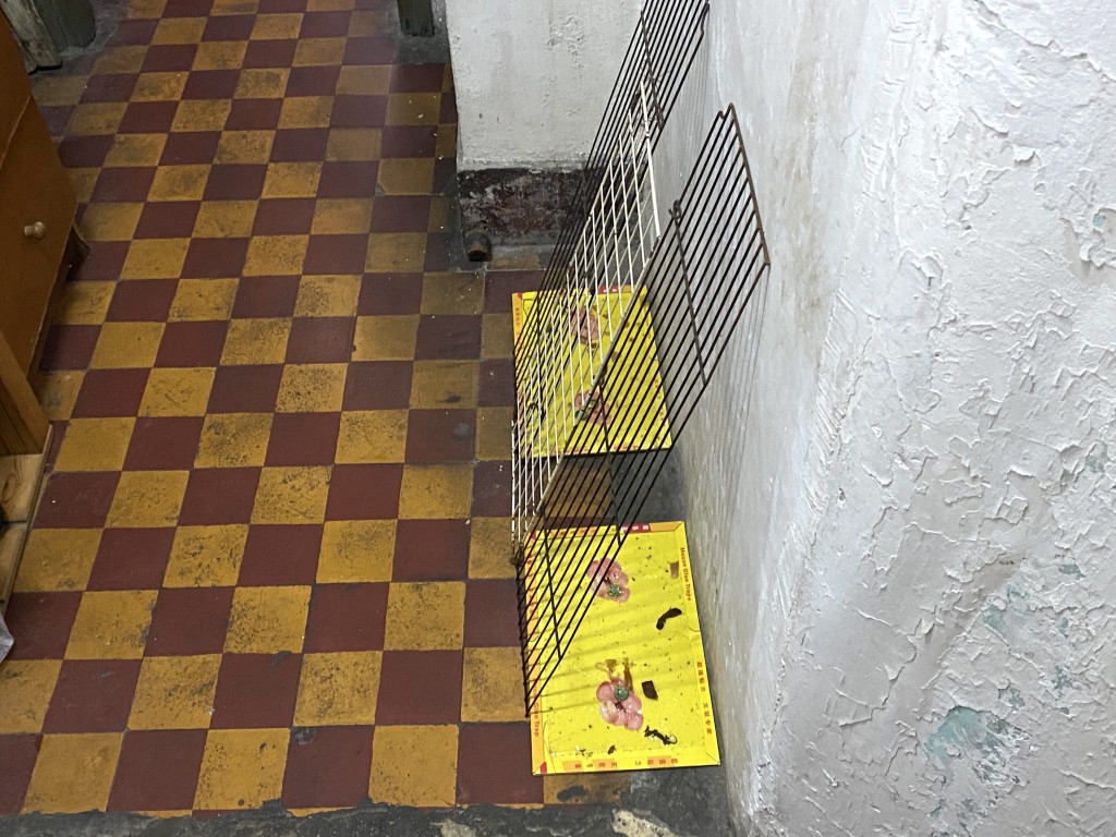老鼠膠板隨處放於走廊。