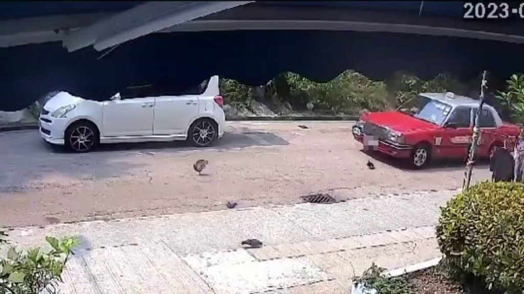 涉事的士高速驶过，一只野鸽躲避不及被辗过。网上片段