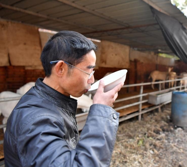 石家莊有一隻公羊能產奶。網上圖片