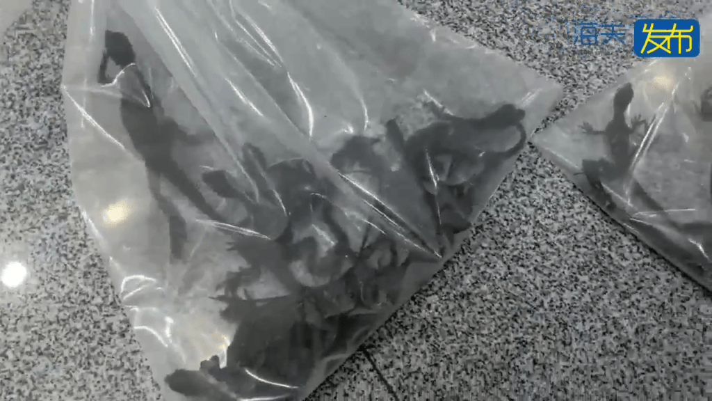 男子拱北口岸过关神色异常遭截查，关员检出50只活体蜥蜴。 