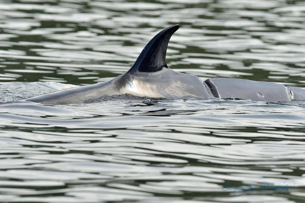 提到早前西貢鯨魚在港死亡事件，他指漁護署已成立一個專責小組，聯同專家正草擬方案及檢視香港法例。資料圖片