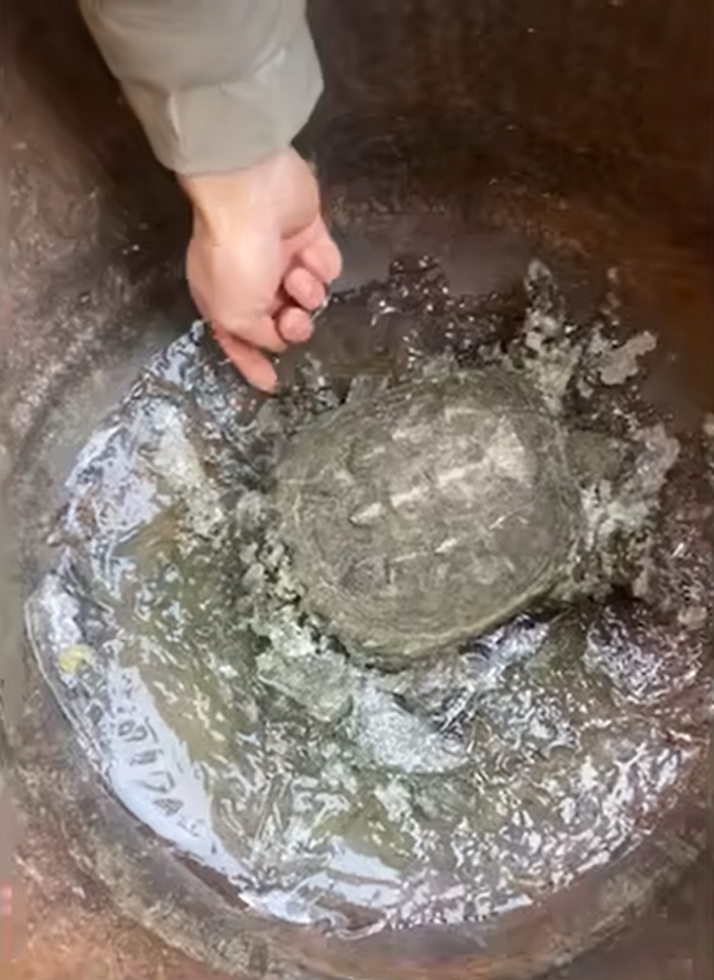 乌龟与瓮中的水一起结成冰。网图