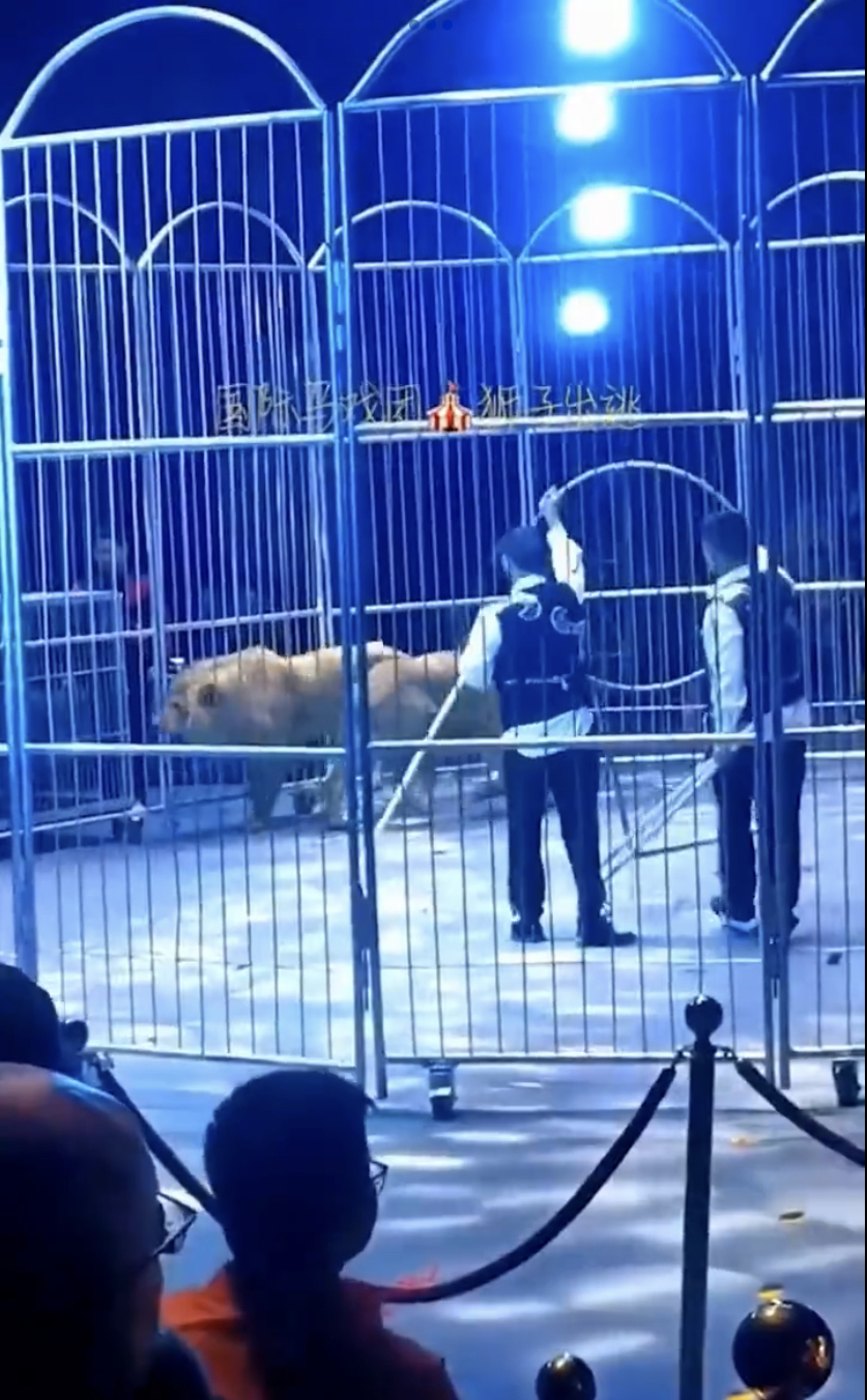 从网上影片可见，狮子原本正在表演。
