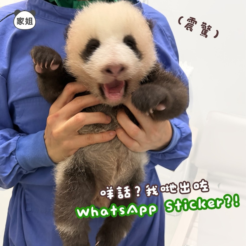 海洋公园推出大熊猫龙凤胎的whatsapp sticker。香港海洋公园facebook图片