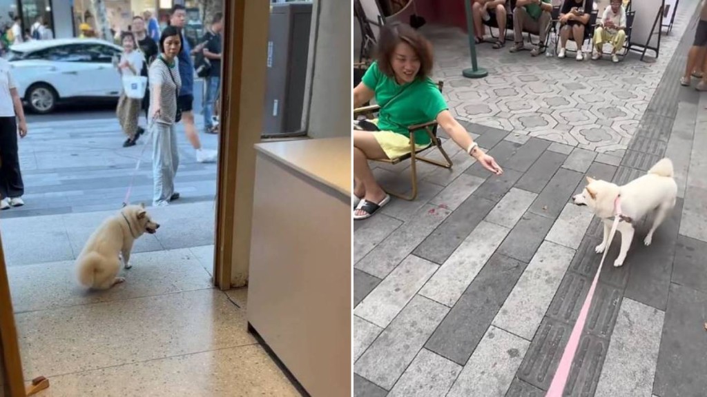 糖糖在十全街頗有人氣,是知名的為食狗。抖音