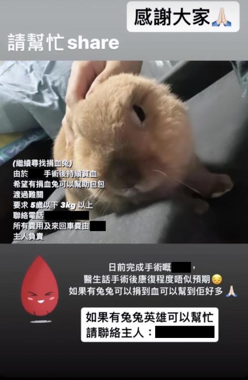 寵物兔「包包」去年因為突發肝扭轉而急需做手術，當時主人在網上發文「求血」。