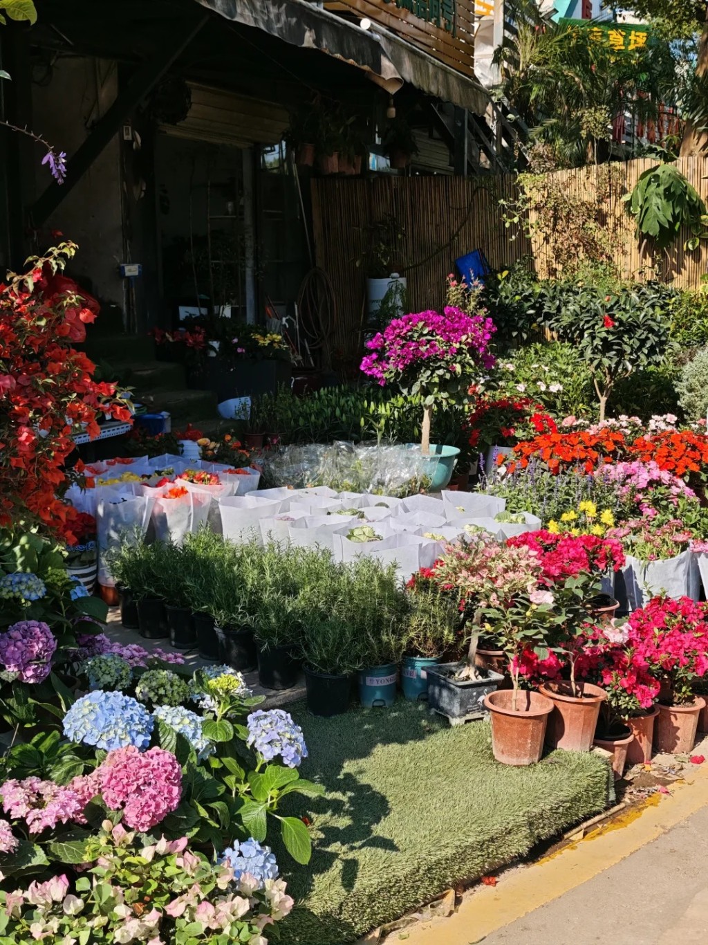 位於南山西麗街道的深港花卉中心有超過300間花店，售賣各式各樣盆栽、花卉，因其平價批發價及豐富品種，成為市民的買花「秘密基地」。