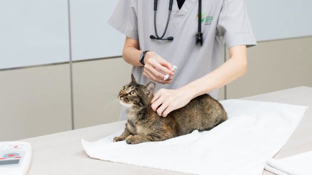 新加坡即日起严禁无牌饲养宠物猫 ，组屋单位限养最多两只。Facebook@陈圣辉