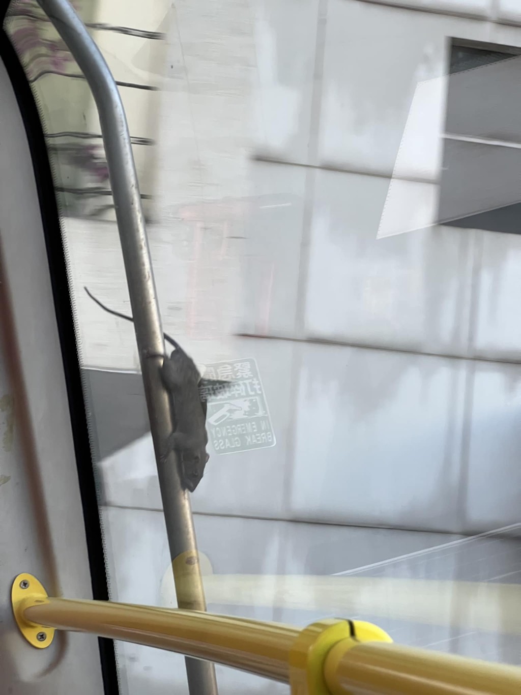 有網民見到巴士車頭擋風玻璃外有一隻手掌大的灰黑色老鼠在爬行。fb「  巴士迷俱樂部」圖片
