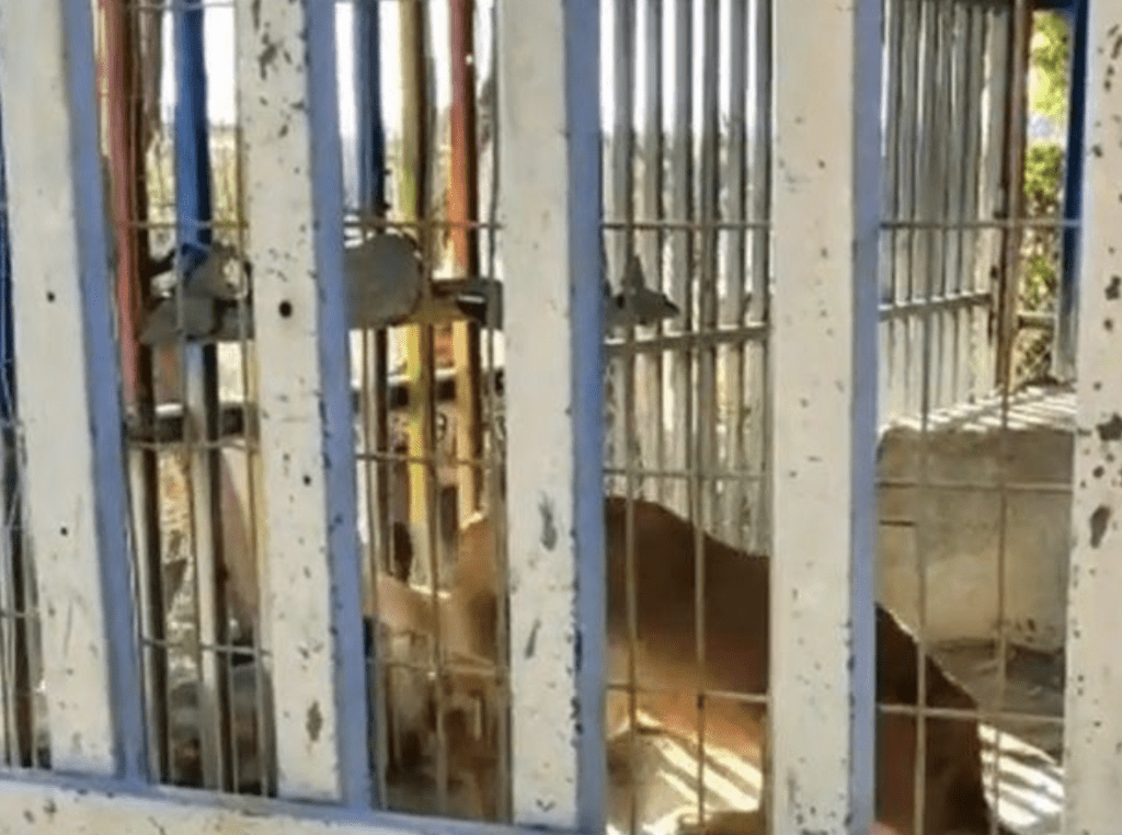 從網上圖片所見，咬死6歲童的獅子被困在面積狹小的鐵籠裡。