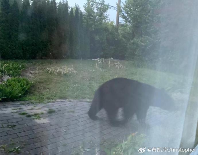 亦曾出现6尺高的黑熊。