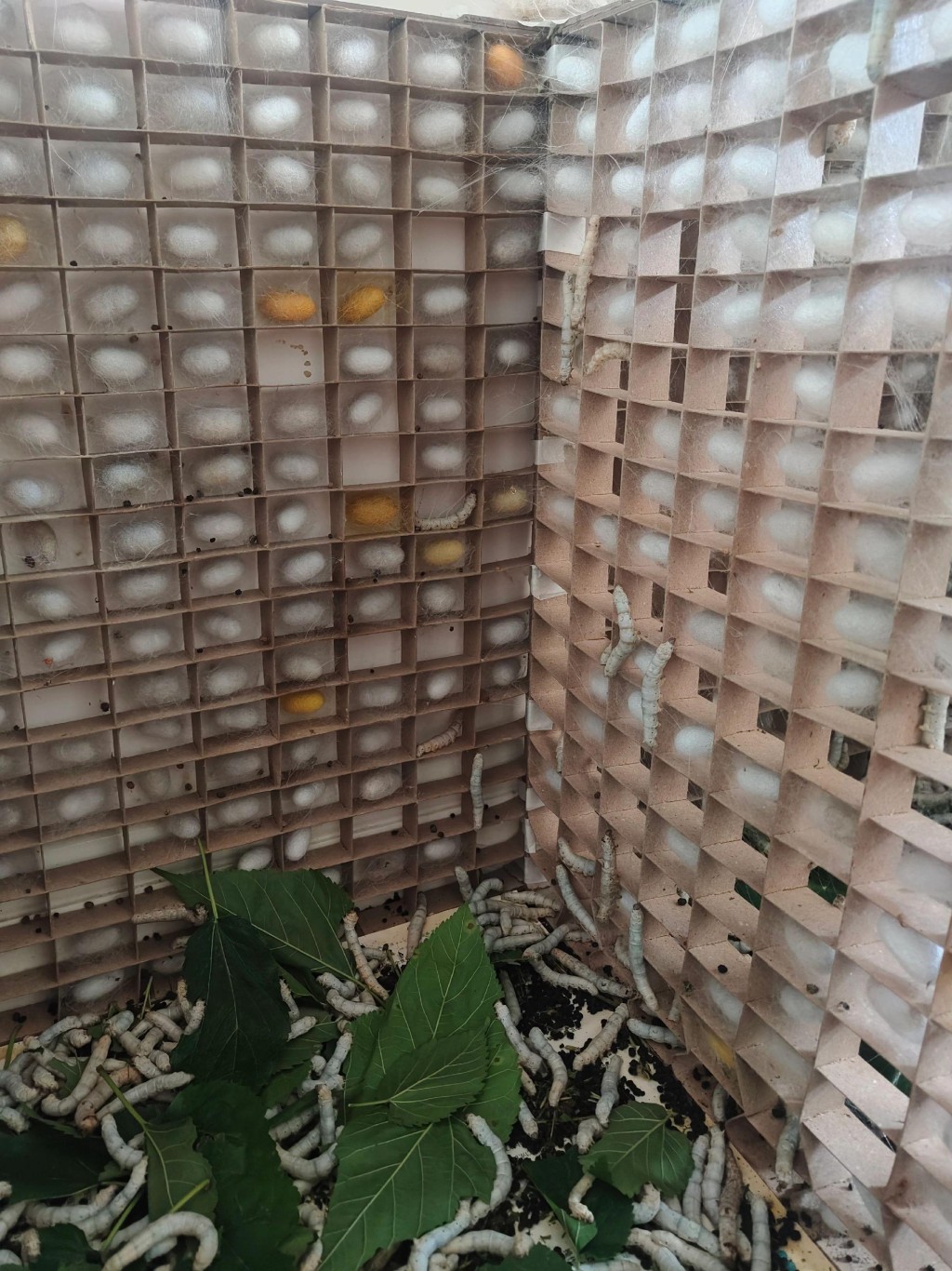 阮女士全力支持兒子在家養蠶做蠶絲被。抖音