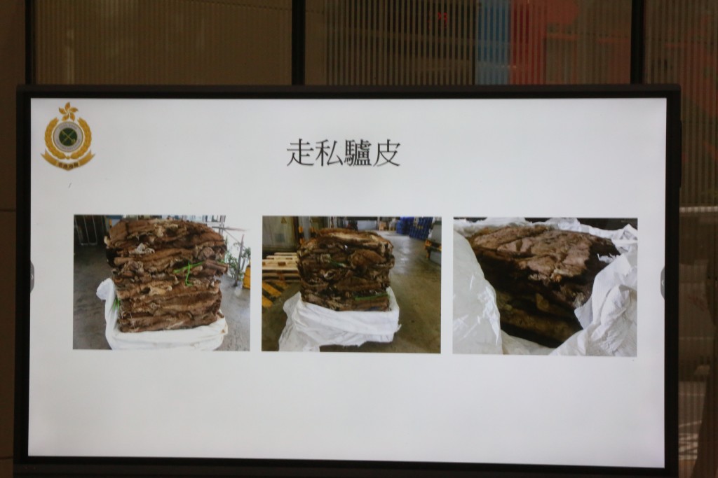 海關發現驢皮被收藏在冷藏食品後方。 海關發現驢皮被收藏在冷藏食品後方。