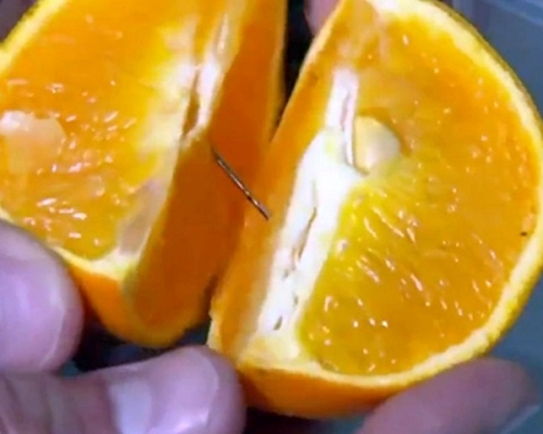 澳洲雪梨一個家庭日前發現橙內藏針。網圖