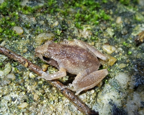盧氏小樹蛙體形是全國最細。網圖