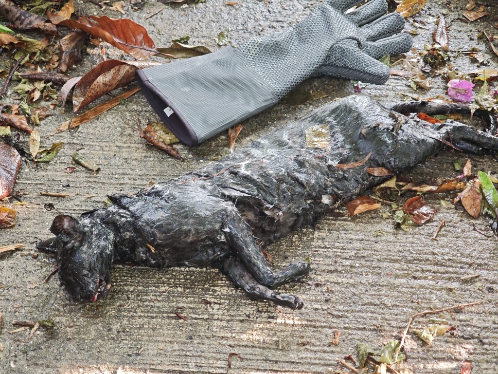 大蟒蛇疑似受驚,吐出已吞下肚的貓屍。黎志偉攝 大蟒蛇疑似受驚,吐出已吞下肚的貓屍。黎志偉攝