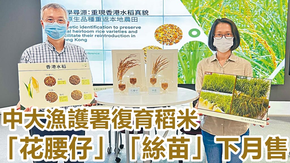 圖為項目負責人香港中文大學卓敏生命科學教授林漢明教授（左）及漁農自然護理署農業主任王敏維女士（右）。